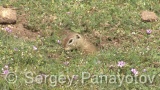 Video of Souslik - Souslik eating grass on the field